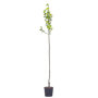 Perenboom 'Doyenne du Comice' hoogstam
